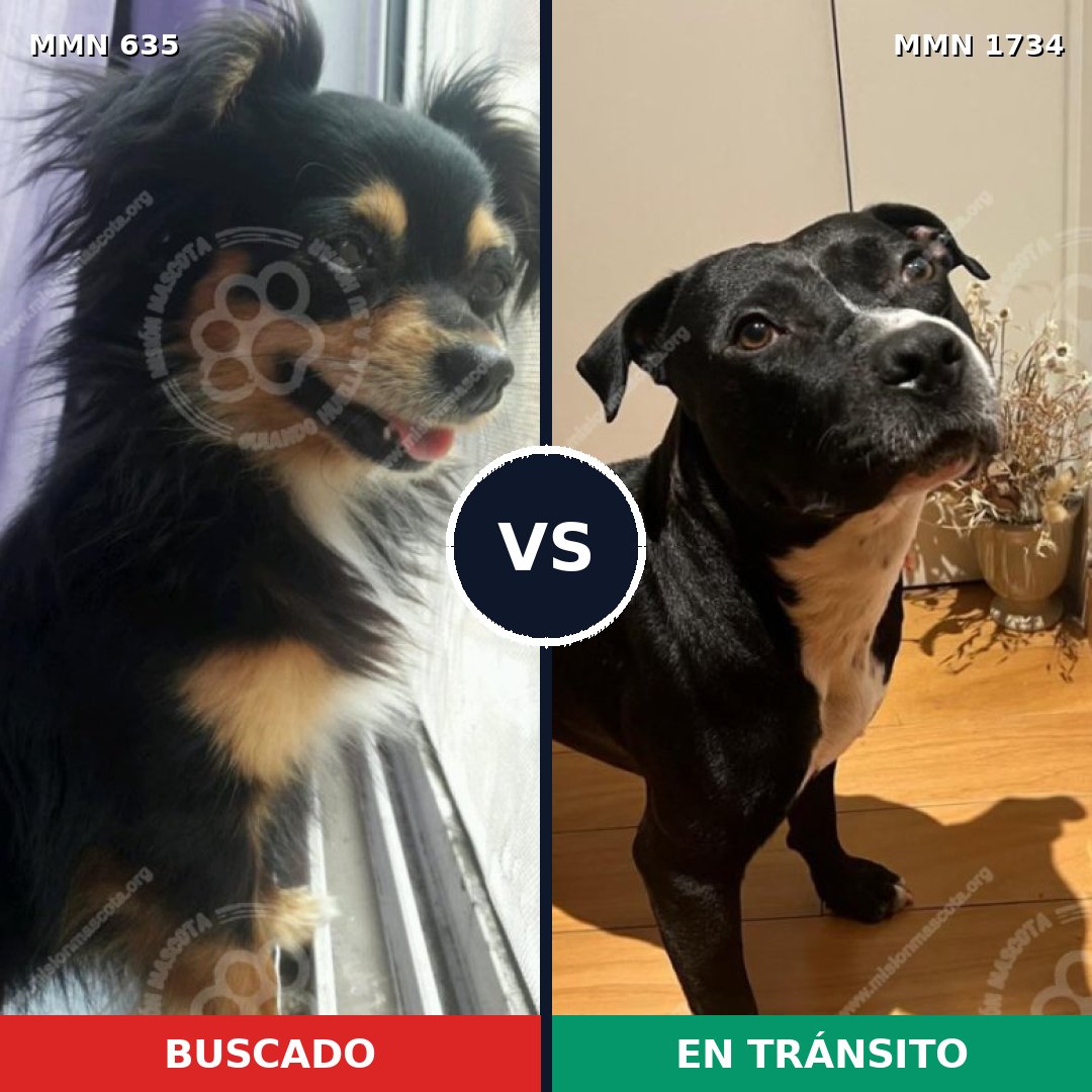 Comparativa MMS 38745: mascota perdida y mascota encontrada, 31% de similitud