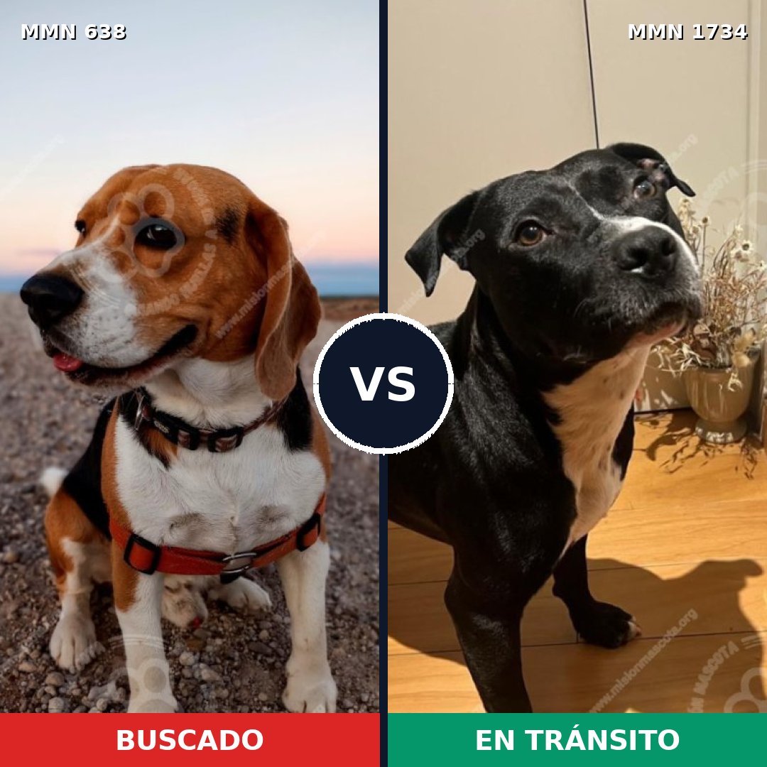 Comparativa MMS 38746: mascota perdida y mascota encontrada, 37% de similitud
