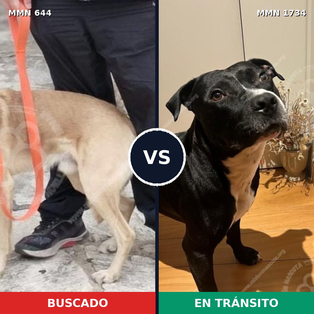 Comparativa MMS 38747: mascota perdida y mascota encontrada, 51% de similitud