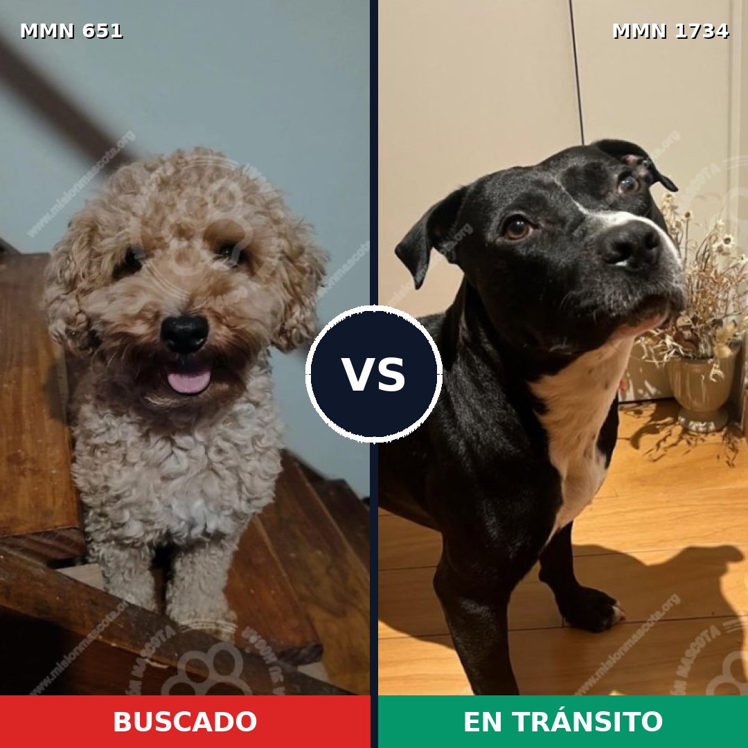 Comparativa MMS 38748: mascota perdida y mascota encontrada, 23% de similitud