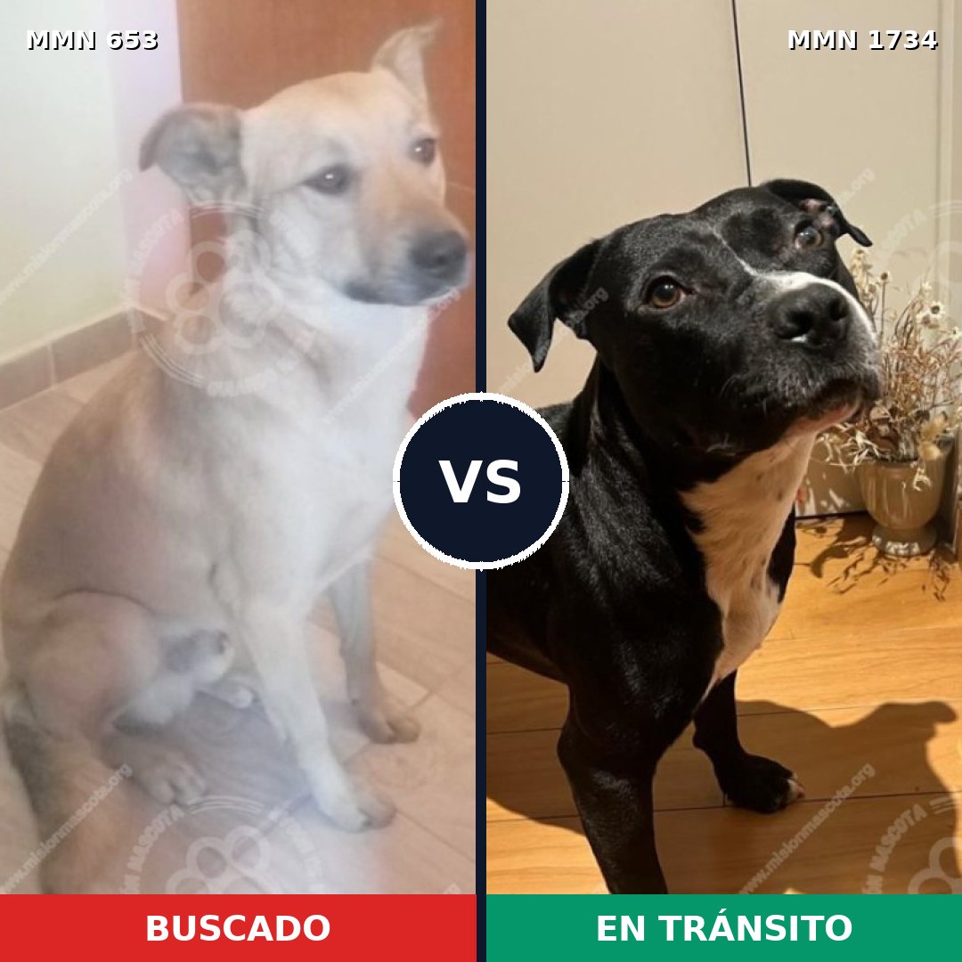 Comparativa MMS 38749: mascota perdida y mascota encontrada, 46% de similitud