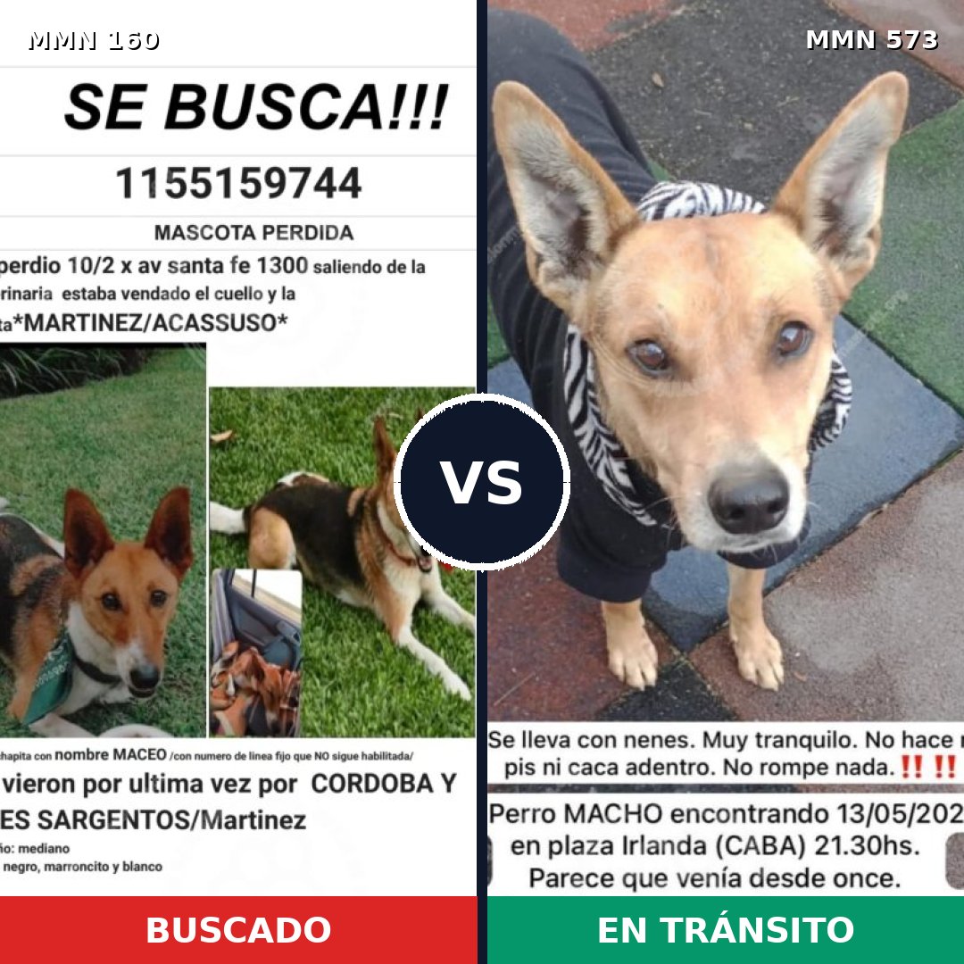 Comparativa MMS 3875: mascota perdida y mascota encontrada, 66% de similitud