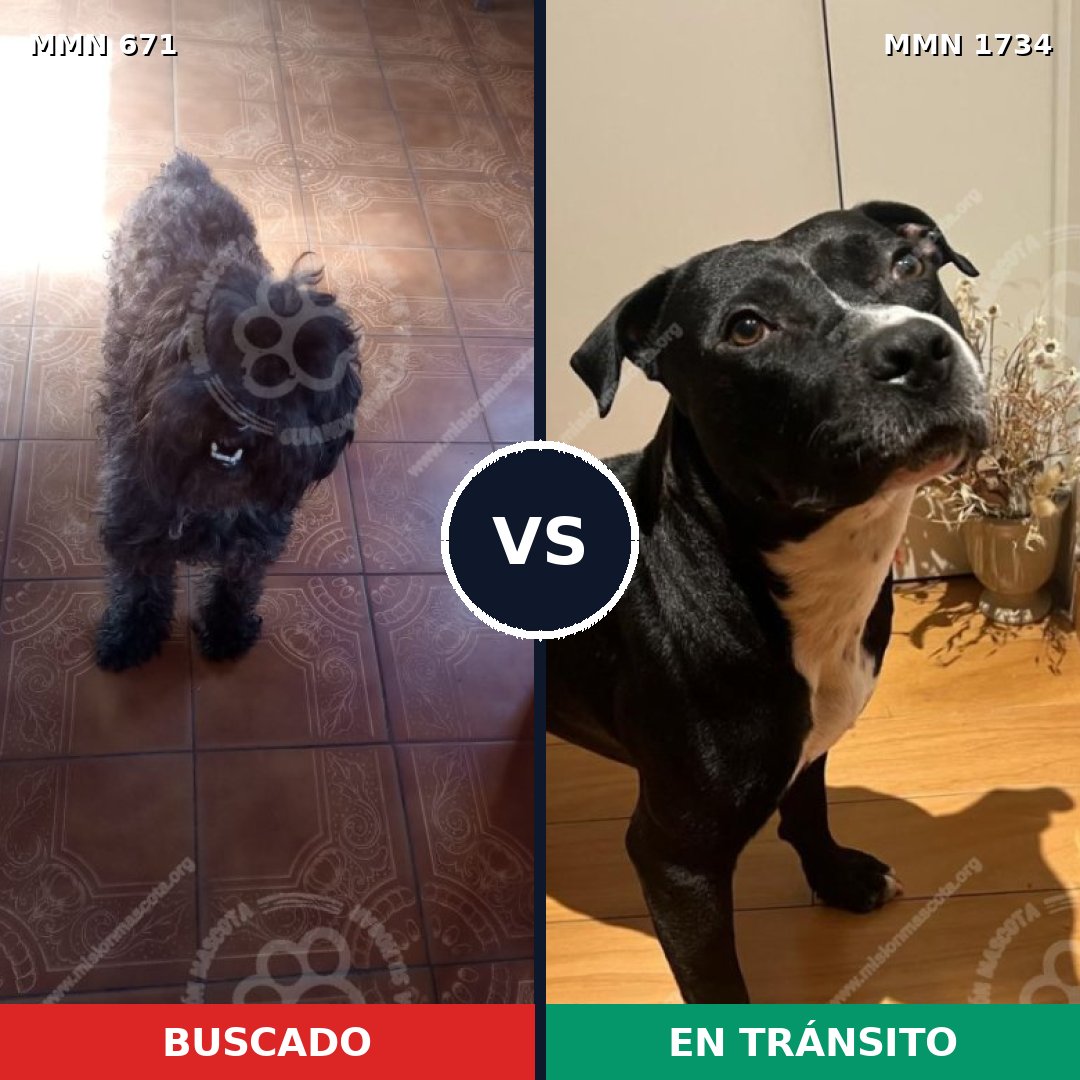 Comparativa MMS 38751: mascota perdida y mascota encontrada, 36% de similitud