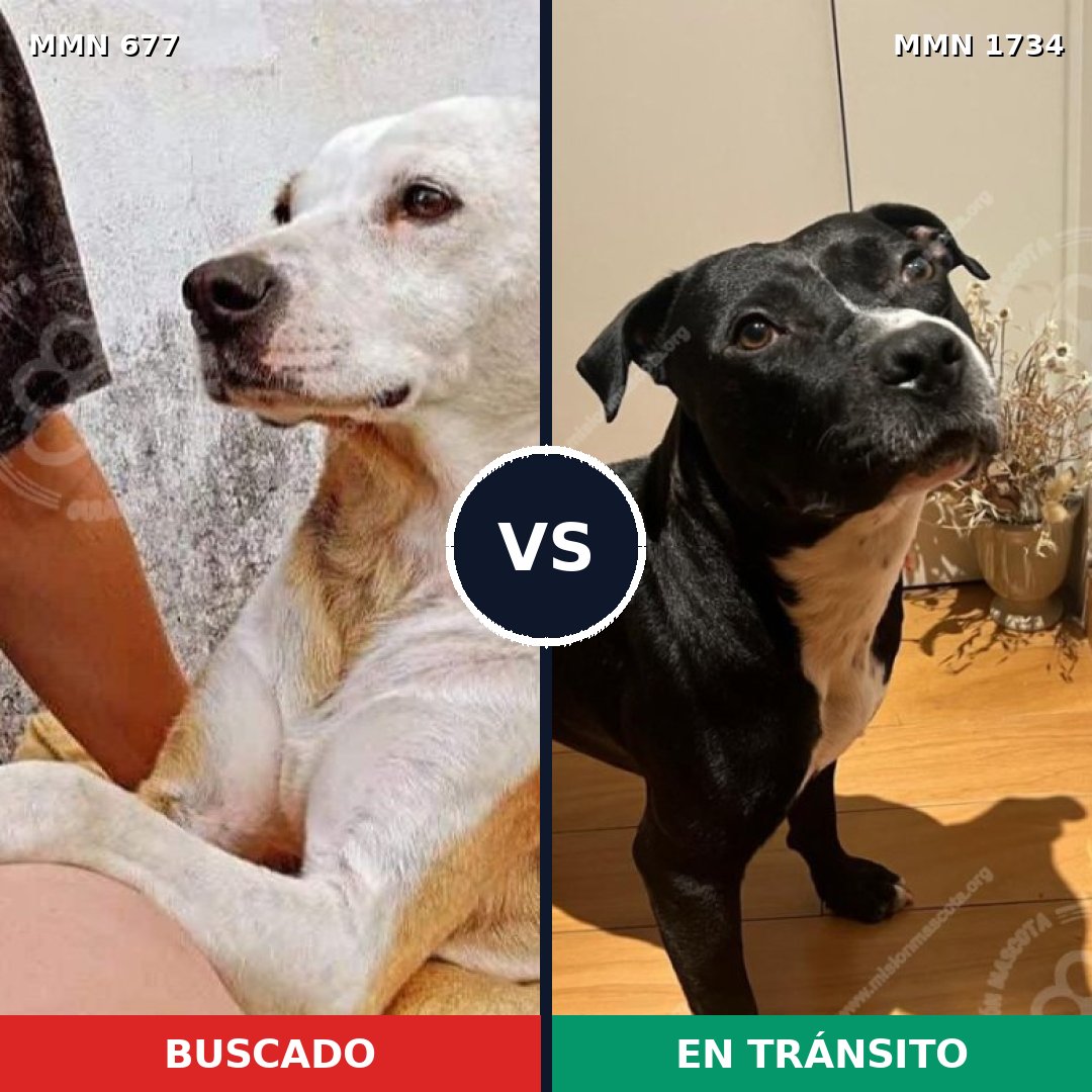 Comparativa MMS 38752: mascota perdida y mascota encontrada, 48% de similitud
