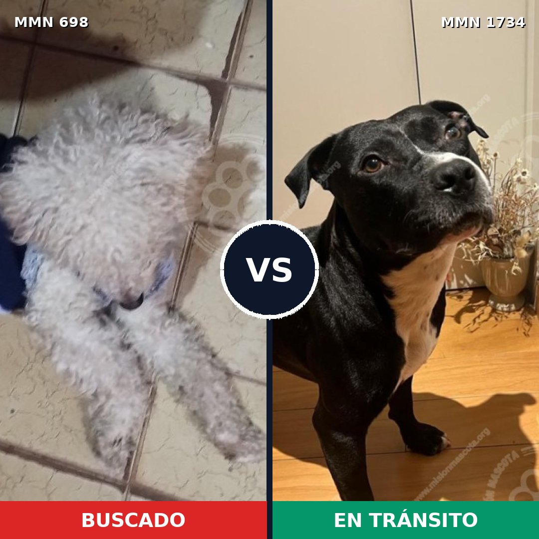 Comparativa MMS 38753: mascota perdida y mascota encontrada, 44% de similitud