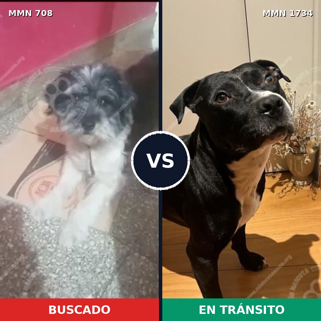 Comparativa MMS 38754: mascota perdida y mascota encontrada, 59% de similitud