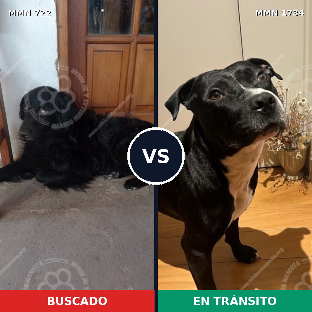 Comparativa MMS 38756: mascota perdida y mascota encontrada, 47% de similitud