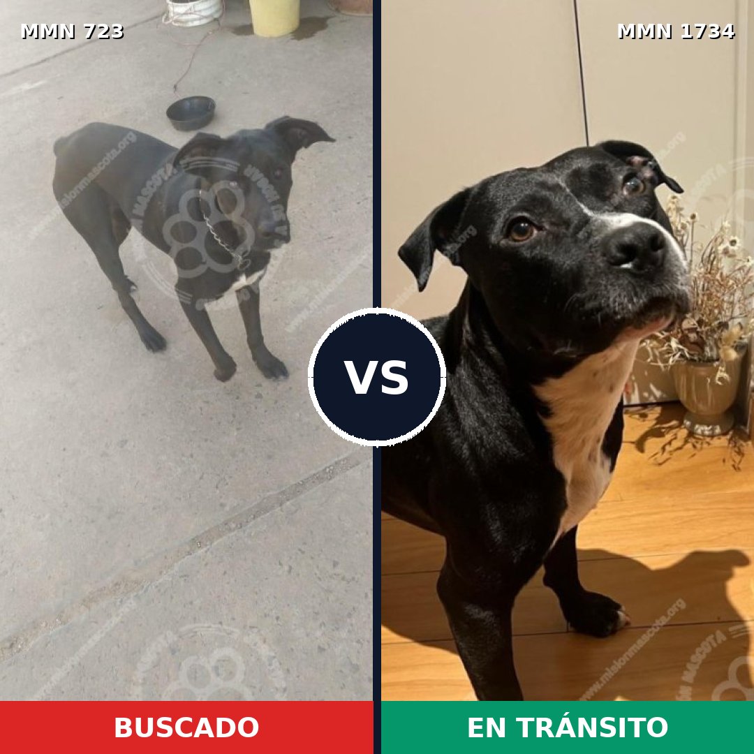Comparativa MMS 38757: mascota perdida y mascota encontrada, 39% de similitud