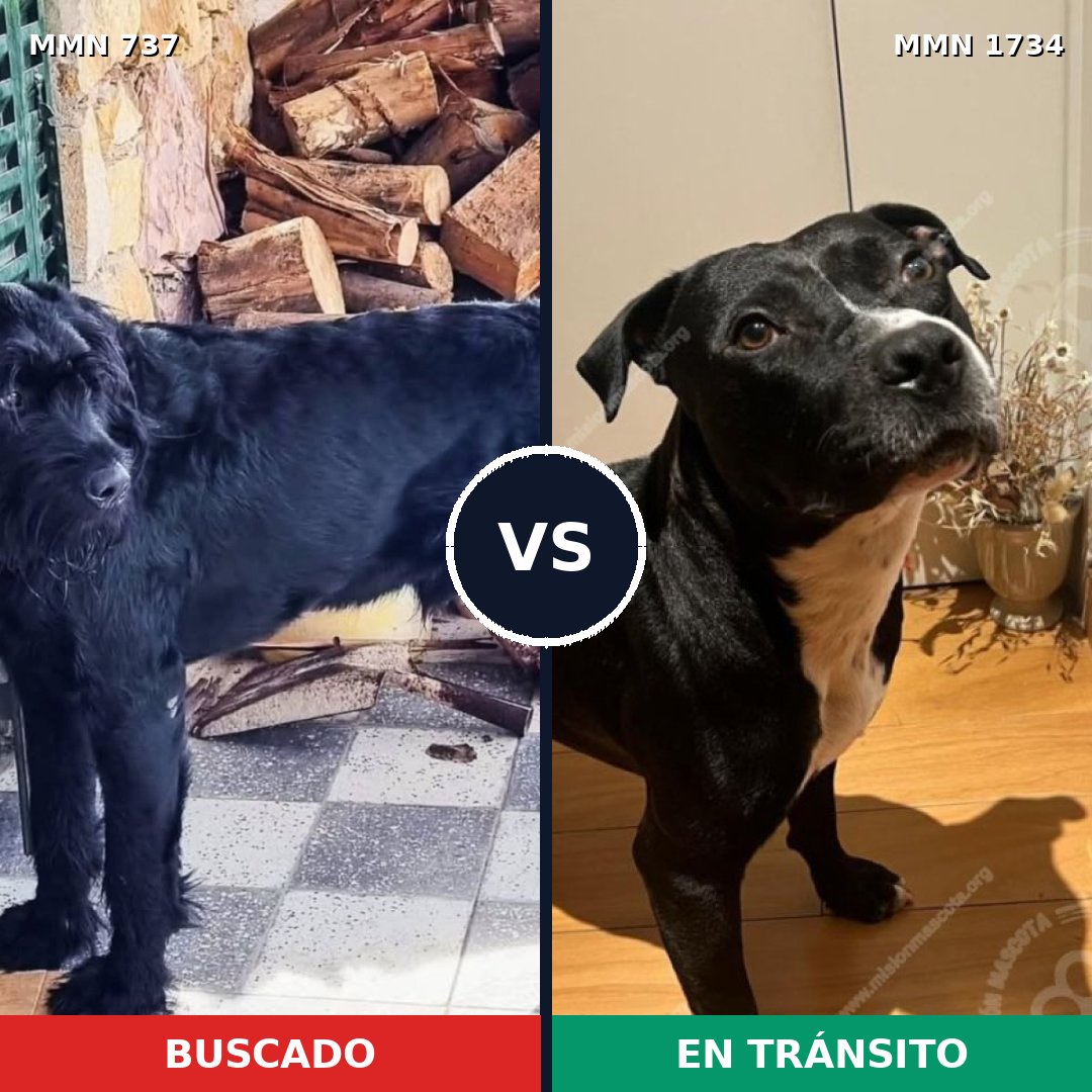 Comparativa MMS 38758: mascota perdida y mascota encontrada, 26% de similitud