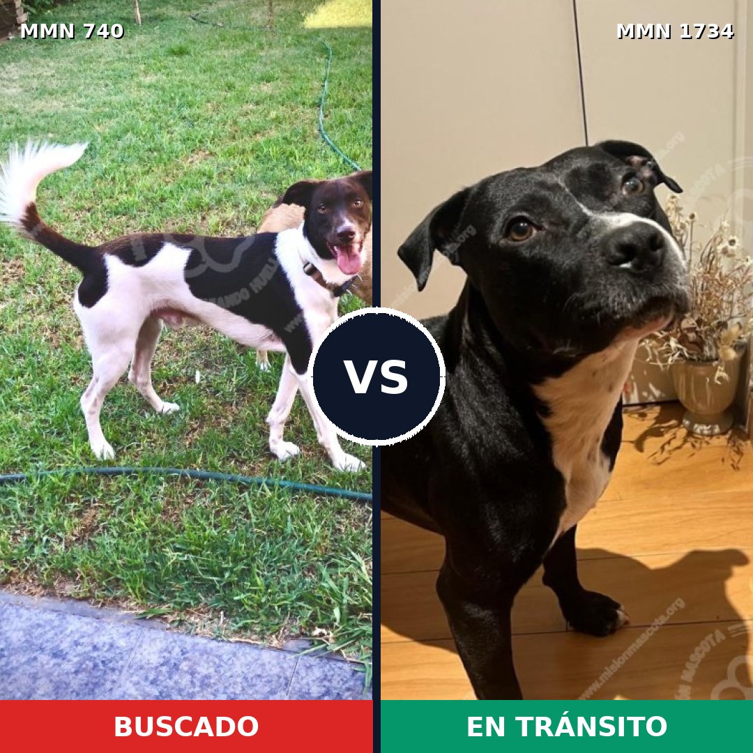 Comparativa MMS 38759: mascota perdida y mascota encontrada, 46% de similitud