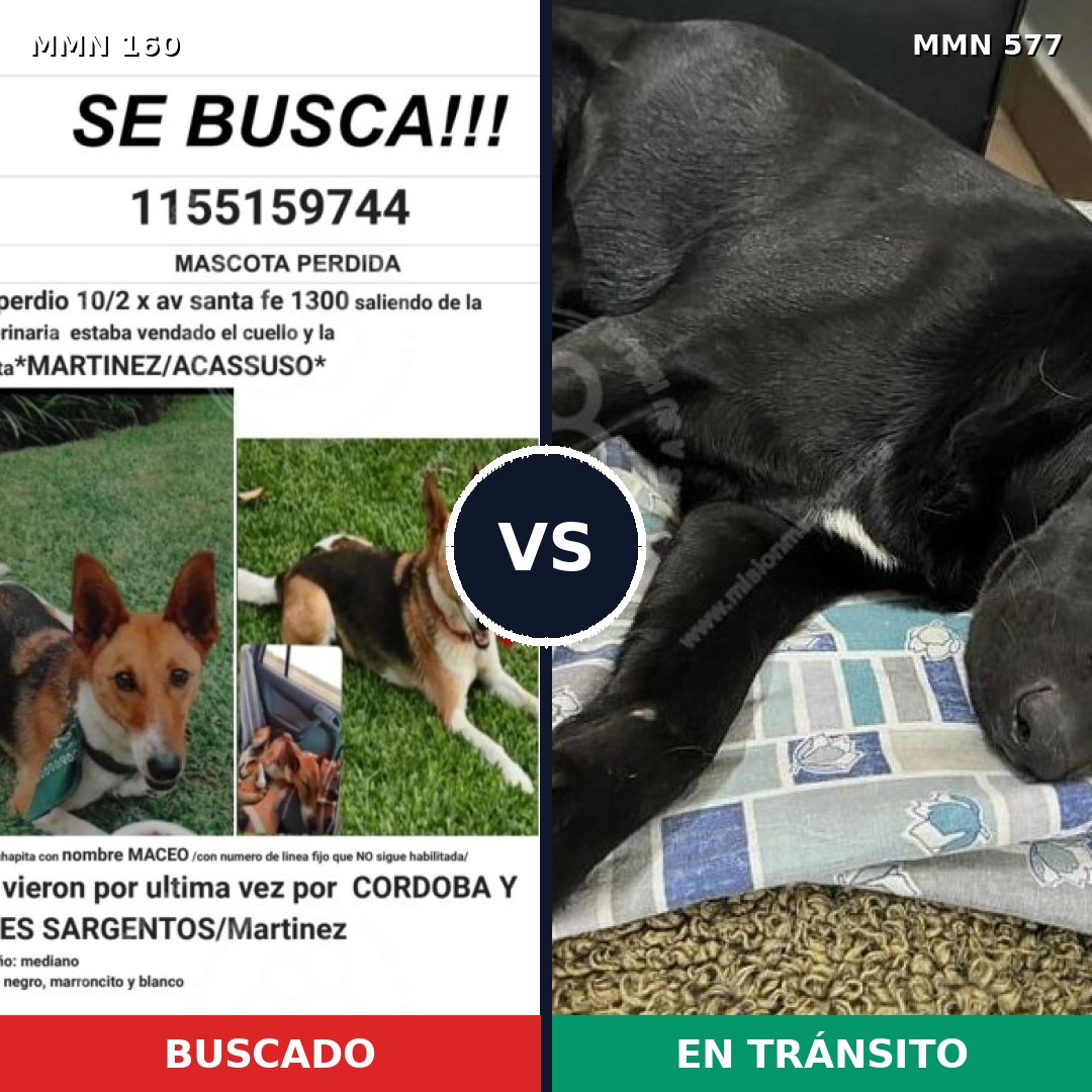Comparativa MMS 3876: mascota perdida y mascota encontrada, 60% de similitud