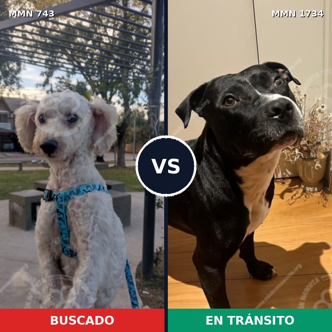 Comparativa MMS 38760: mascota perdida y mascota encontrada, 54% de similitud
