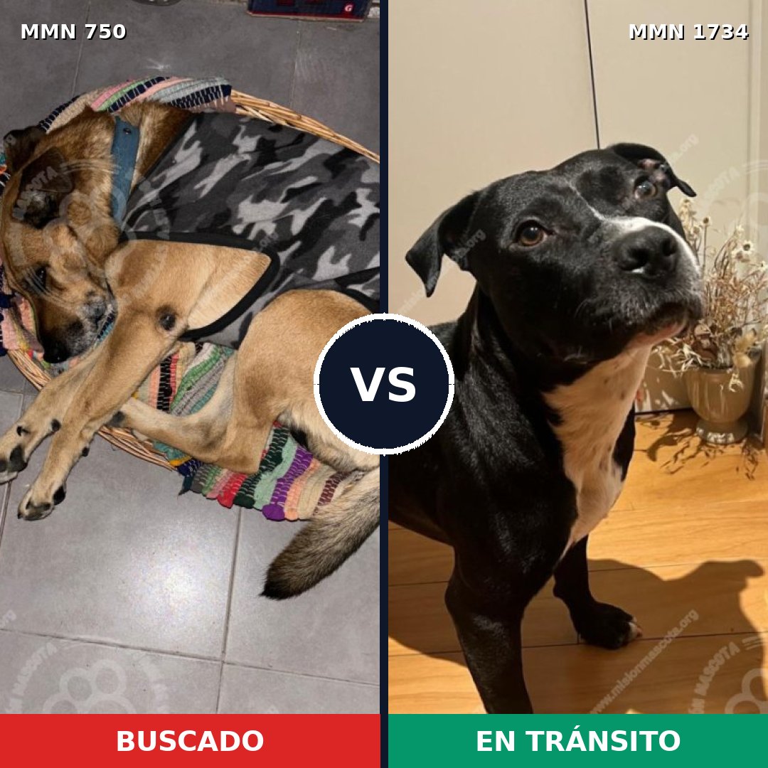 Comparativa MMS 38761: mascota perdida y mascota encontrada, 37% de similitud