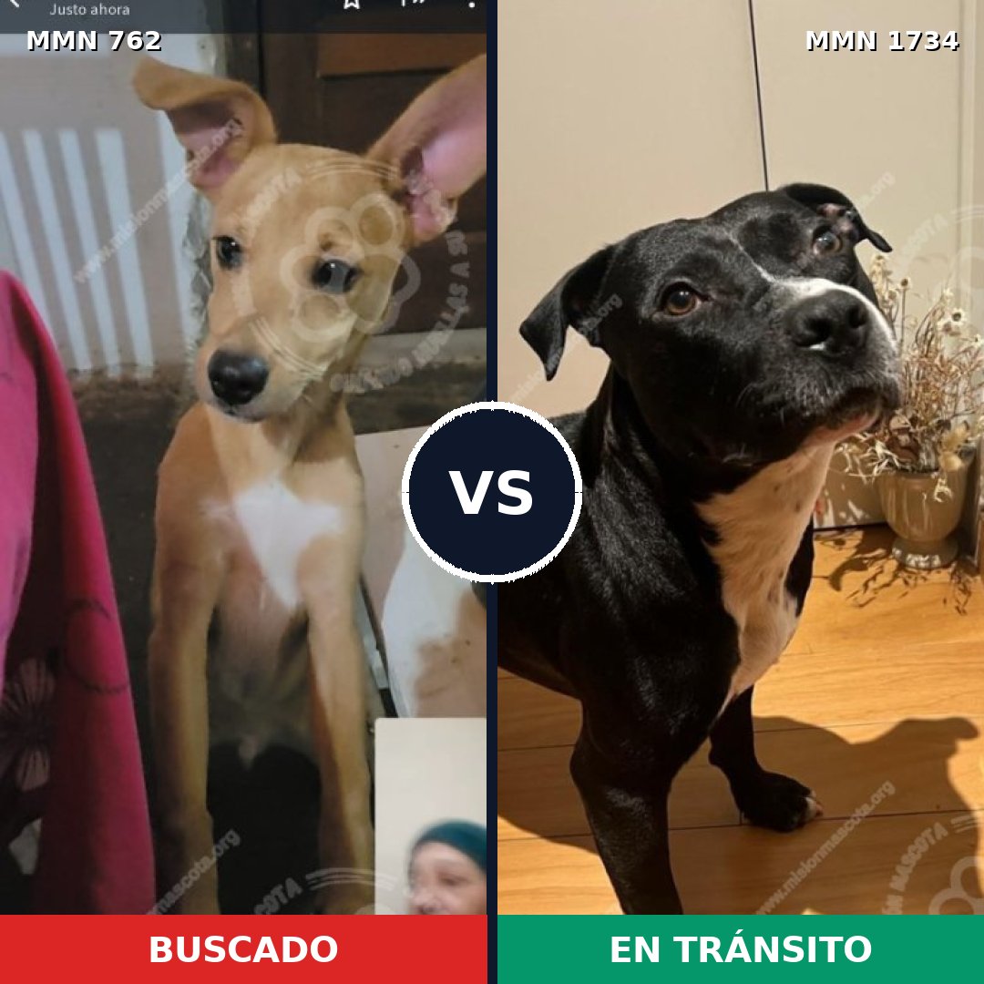Comparativa MMS 38762: mascota perdida y mascota encontrada, 49% de similitud