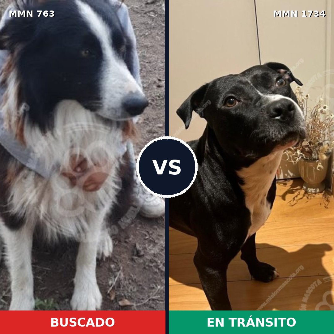 Comparativa MMS 38763: mascota perdida y mascota encontrada, 48% de similitud