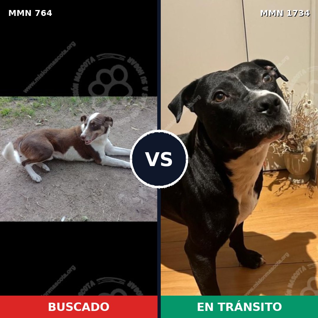 Comparativa MMS 38764: mascota perdida y mascota encontrada, 49% de similitud