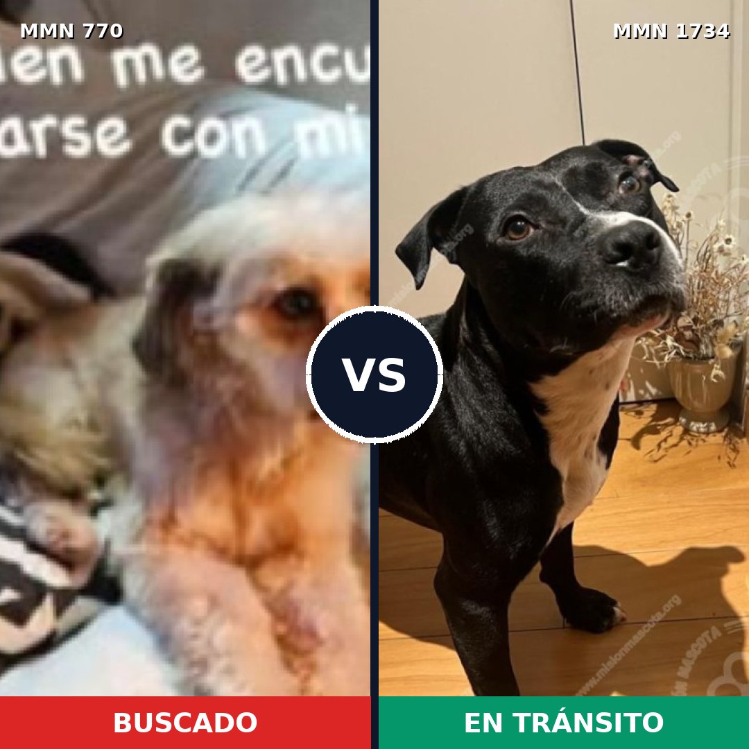 Comparativa MMS 38765: mascota perdida y mascota encontrada, 39% de similitud