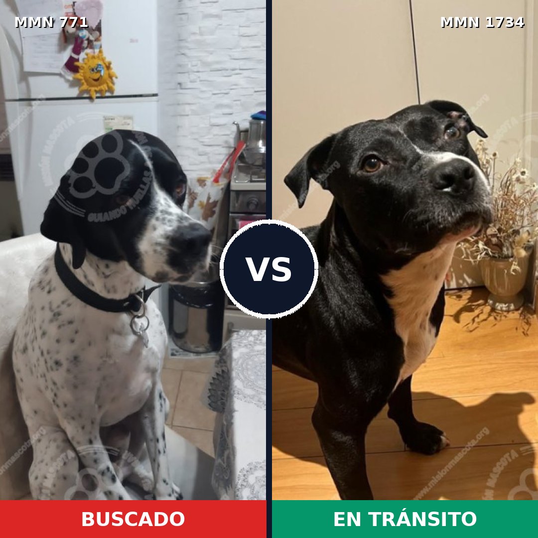 Comparativa MMS 38766: mascota perdida y mascota encontrada, 50% de similitud
