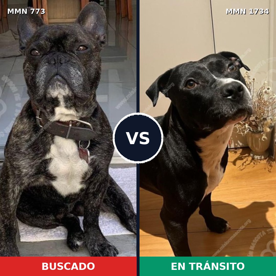 Comparativa MMS 38767: mascota perdida y mascota encontrada, 51% de similitud