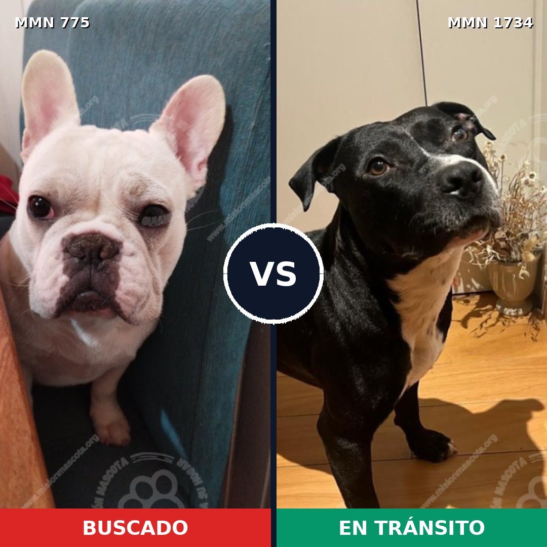 Comparativa MMS 38768: mascota perdida y mascota encontrada, 45% de similitud