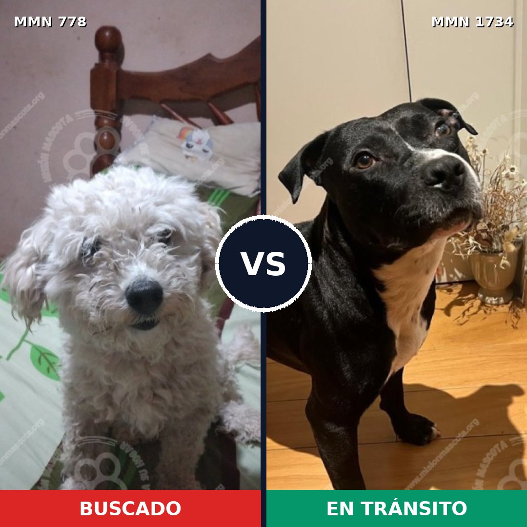 Comparativa MMS 38769: mascota perdida y mascota encontrada, 44% de similitud