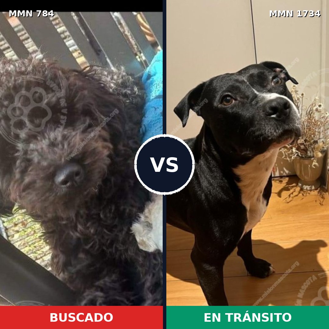 Comparativa MMS 38770: mascota perdida y mascota encontrada, 49% de similitud