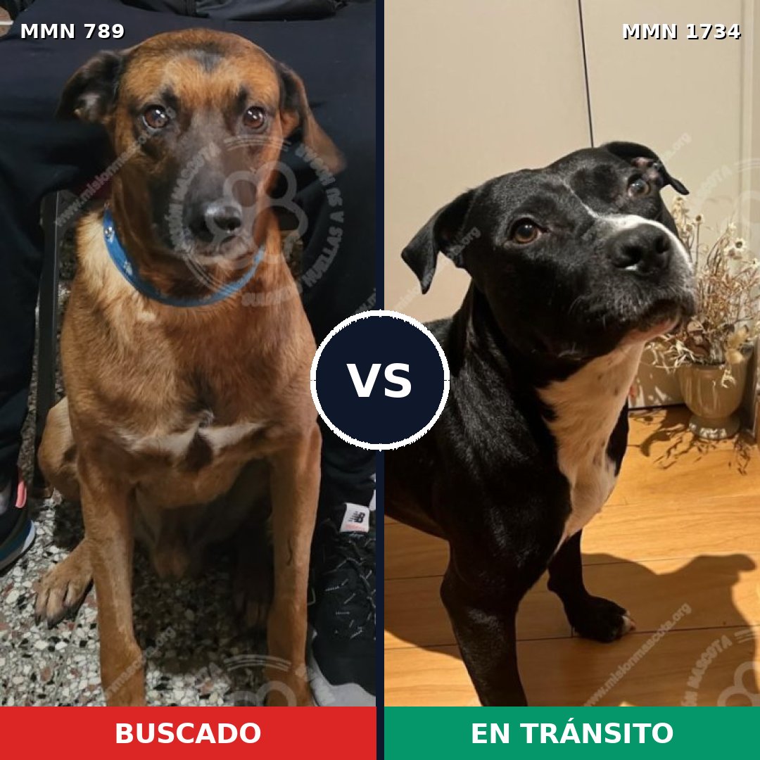 Comparativa MMS 38771: mascota perdida y mascota encontrada, 38% de similitud