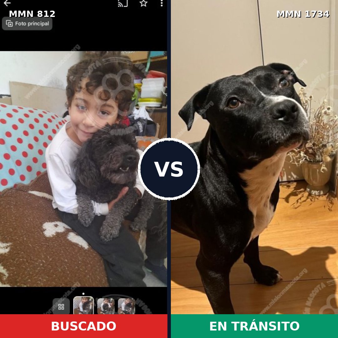 Comparativa MMS 38773: mascota perdida y mascota encontrada, 42% de similitud