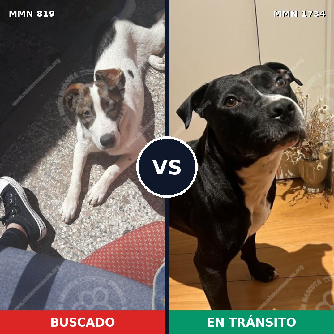 Comparativa MMS 38774: mascota perdida y mascota encontrada, 59% de similitud
