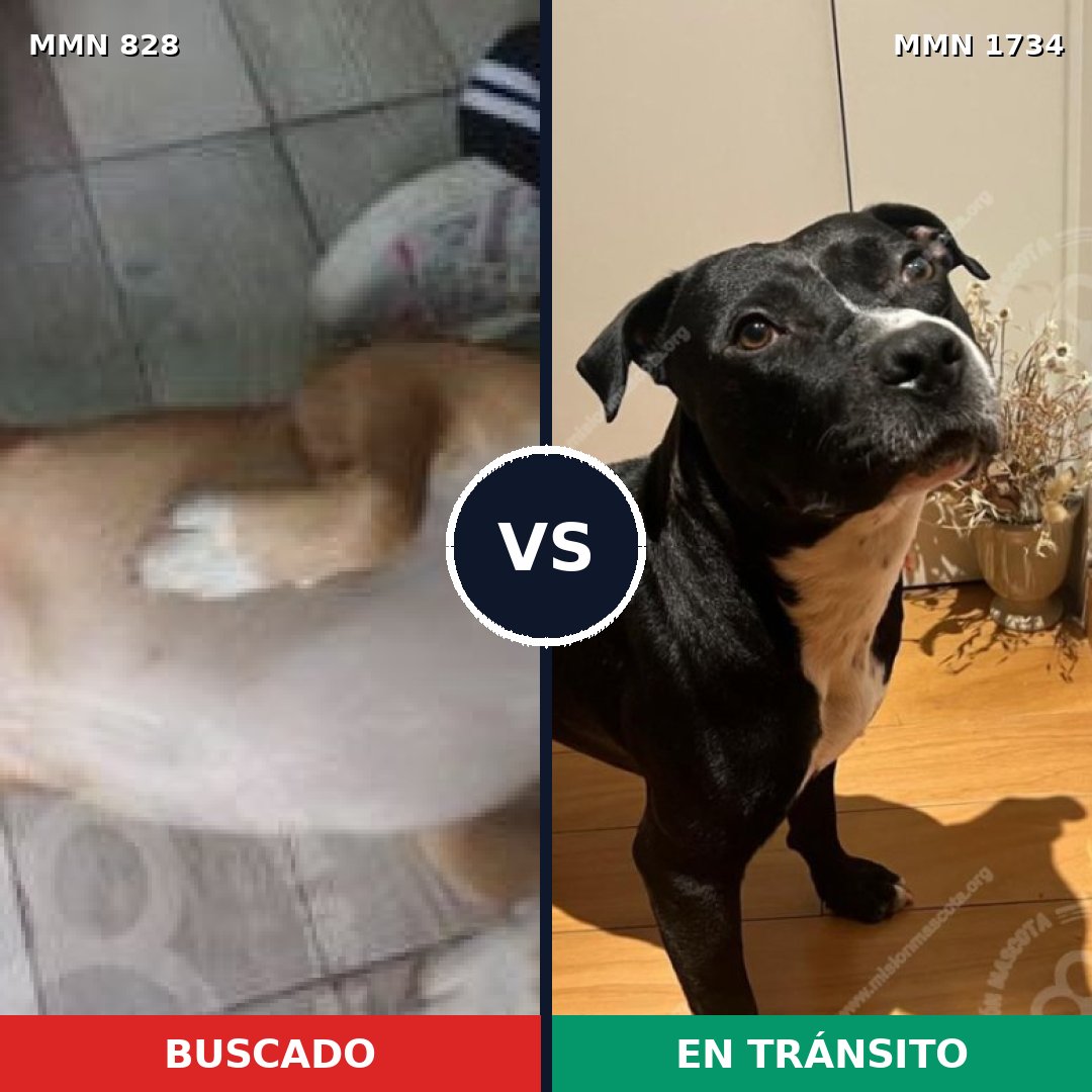 Comparativa MMS 38776: mascota perdida y mascota encontrada, 58% de similitud