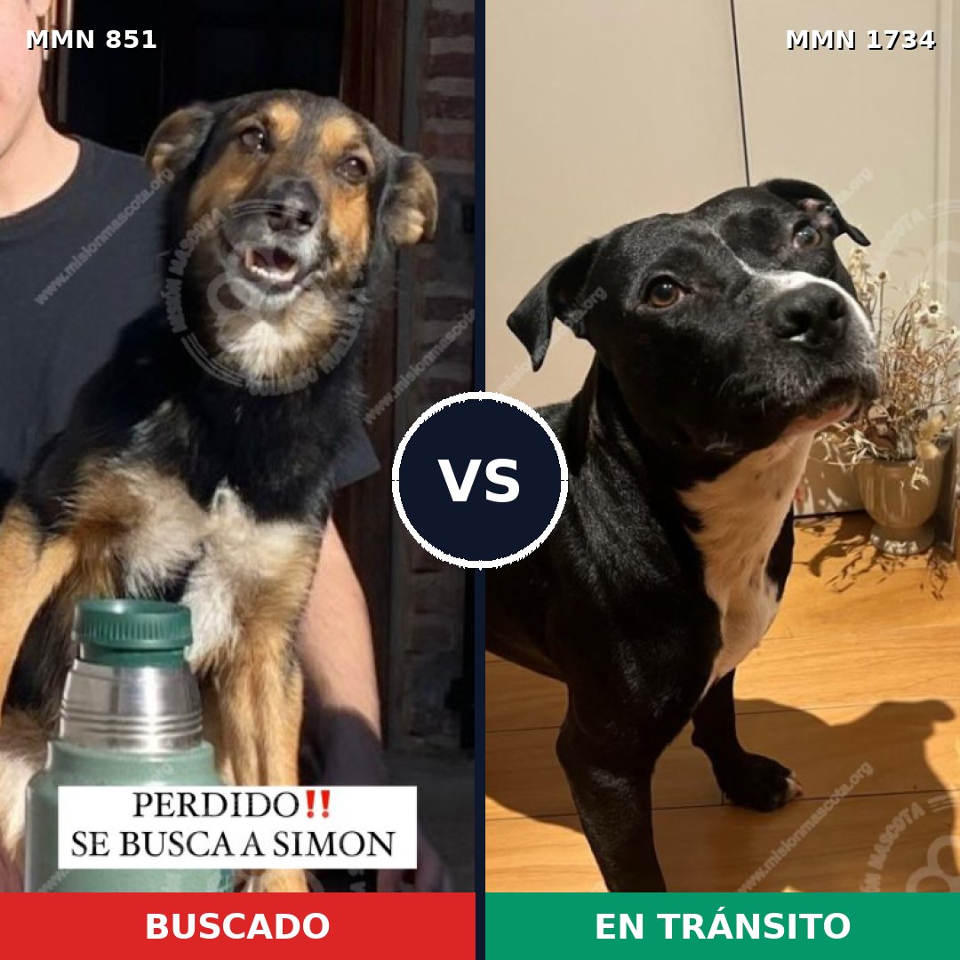 Comparativa MMS 38777: mascota perdida y mascota encontrada, 61% de similitud