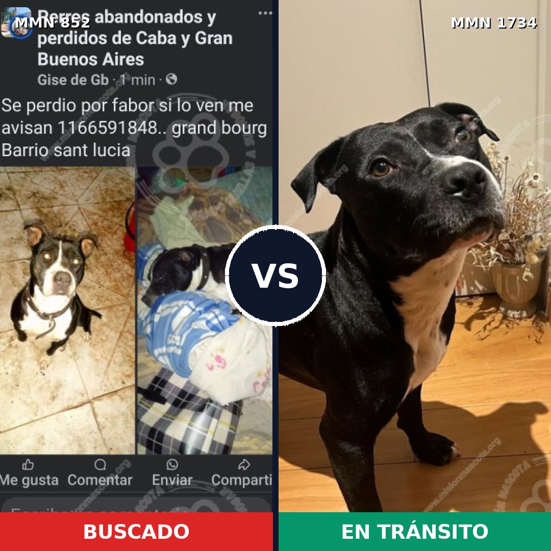 Comparativa MMS 38778: mascota perdida y mascota encontrada, 79% de similitud