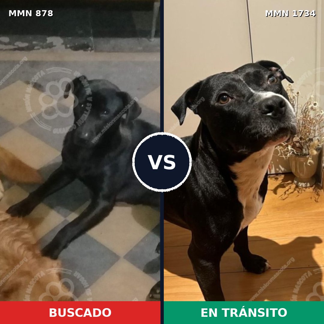 Comparativa MMS 38779: mascota perdida y mascota encontrada, 59% de similitud