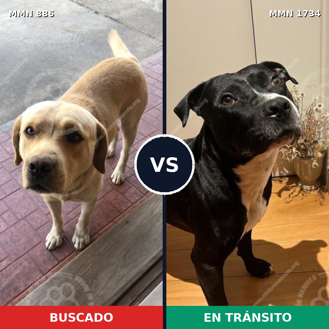 Comparativa MMS 38780: mascota perdida y mascota encontrada, 44% de similitud