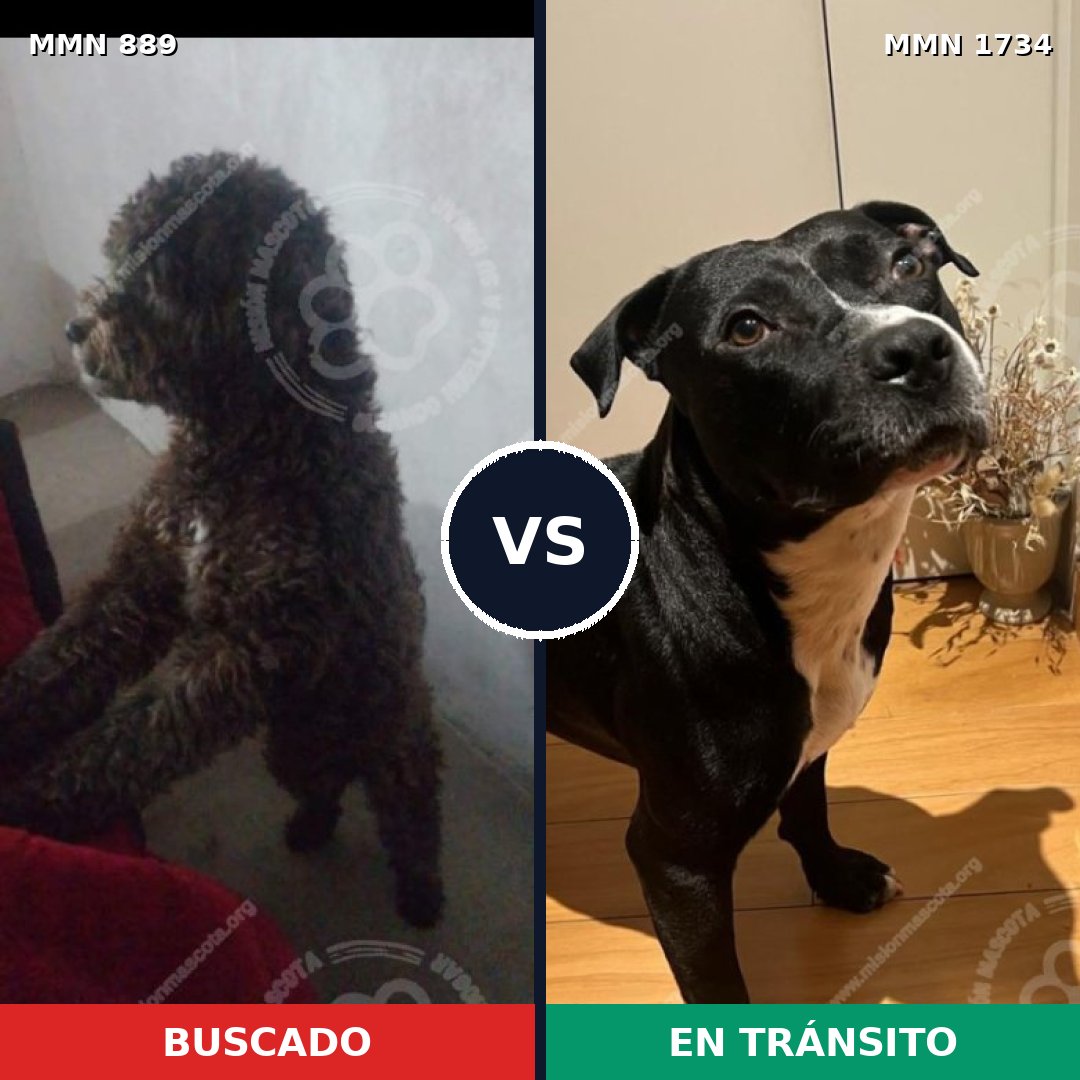 Comparativa MMS 38781: mascota perdida y mascota encontrada, 49% de similitud