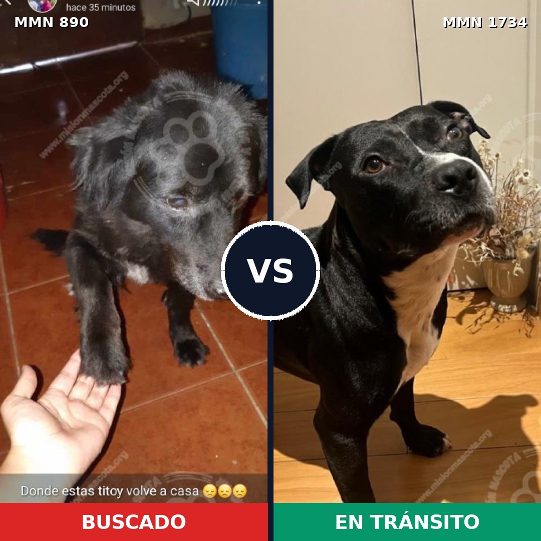 Comparativa MMS 38782: mascota perdida y mascota encontrada, 50% de similitud