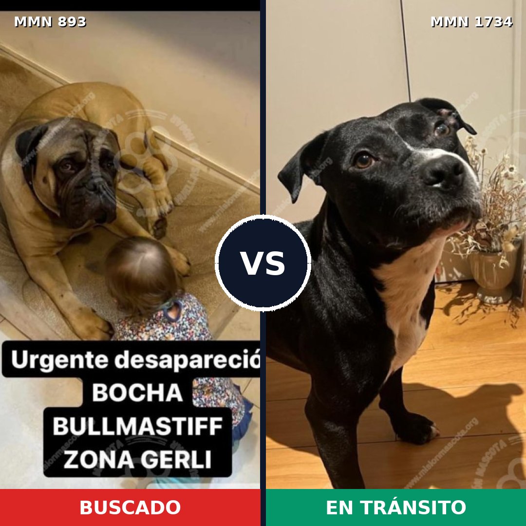 Comparativa MMS 38783: mascota perdida y mascota encontrada, 29% de similitud