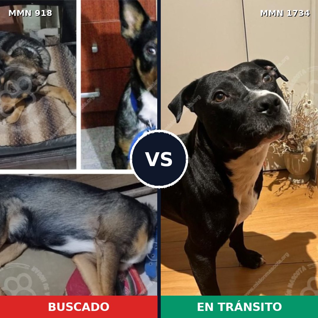 Comparativa MMS 38786: mascota perdida y mascota encontrada, 49% de similitud