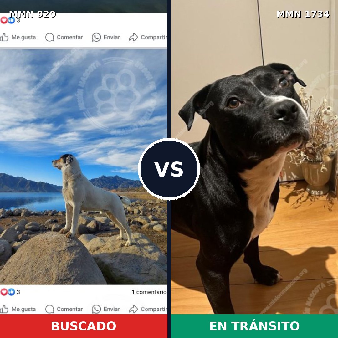 Comparativa MMS 38788: mascota perdida y mascota encontrada, 30% de similitud