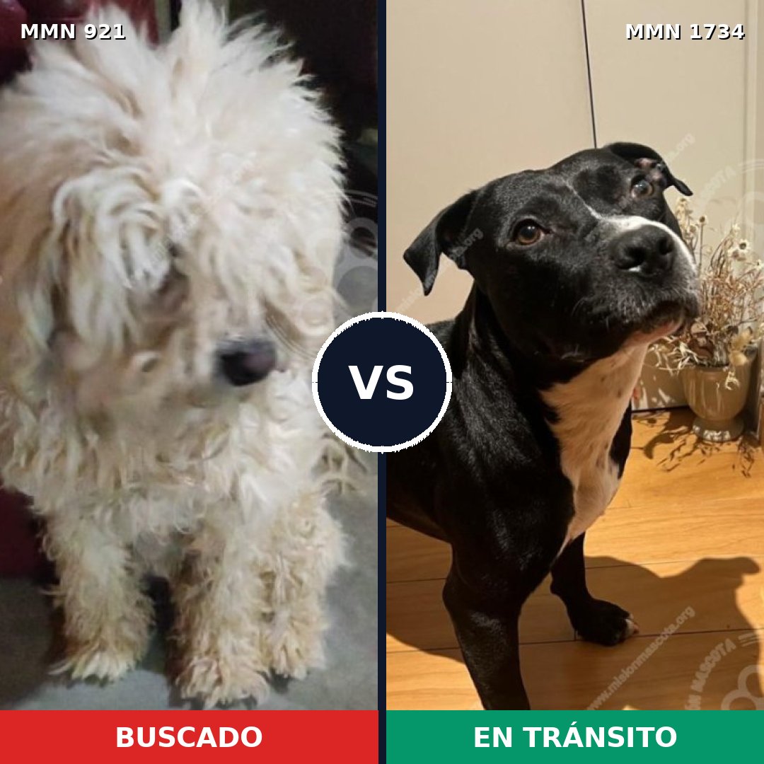 Comparativa MMS 38789: mascota perdida y mascota encontrada, 38% de similitud