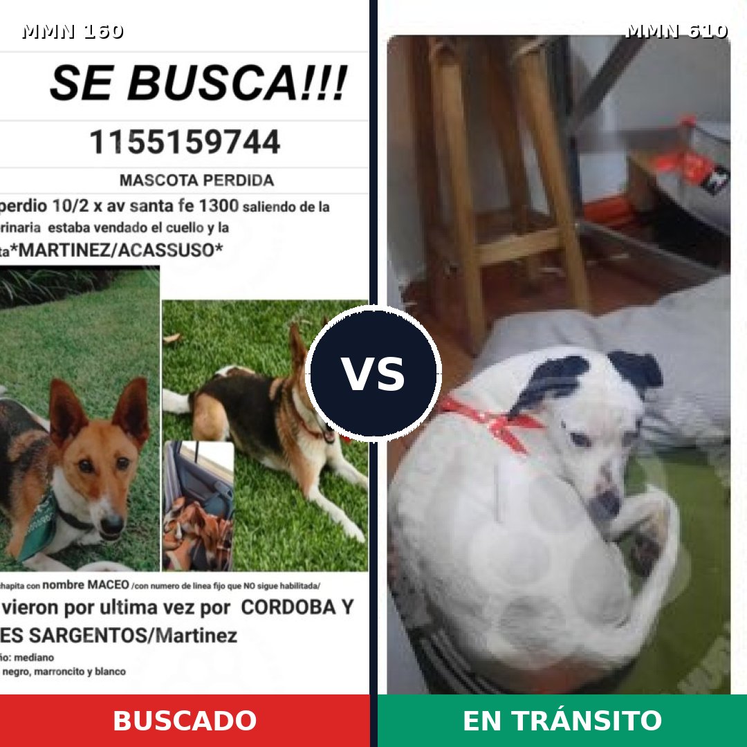 Comparativa MMS 3879: mascota perdida y mascota encontrada, 63% de similitud