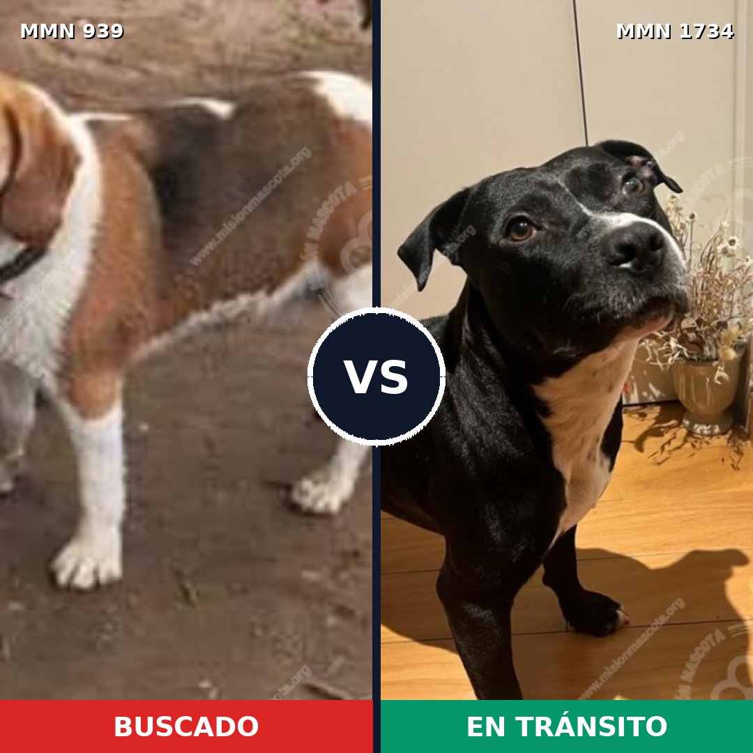 Comparativa MMS 38790: mascota perdida y mascota encontrada, 47% de similitud