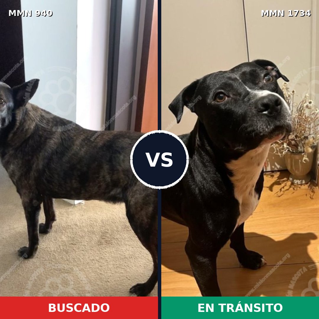 Comparativa MMS 38791: mascota perdida y mascota encontrada, 29% de similitud