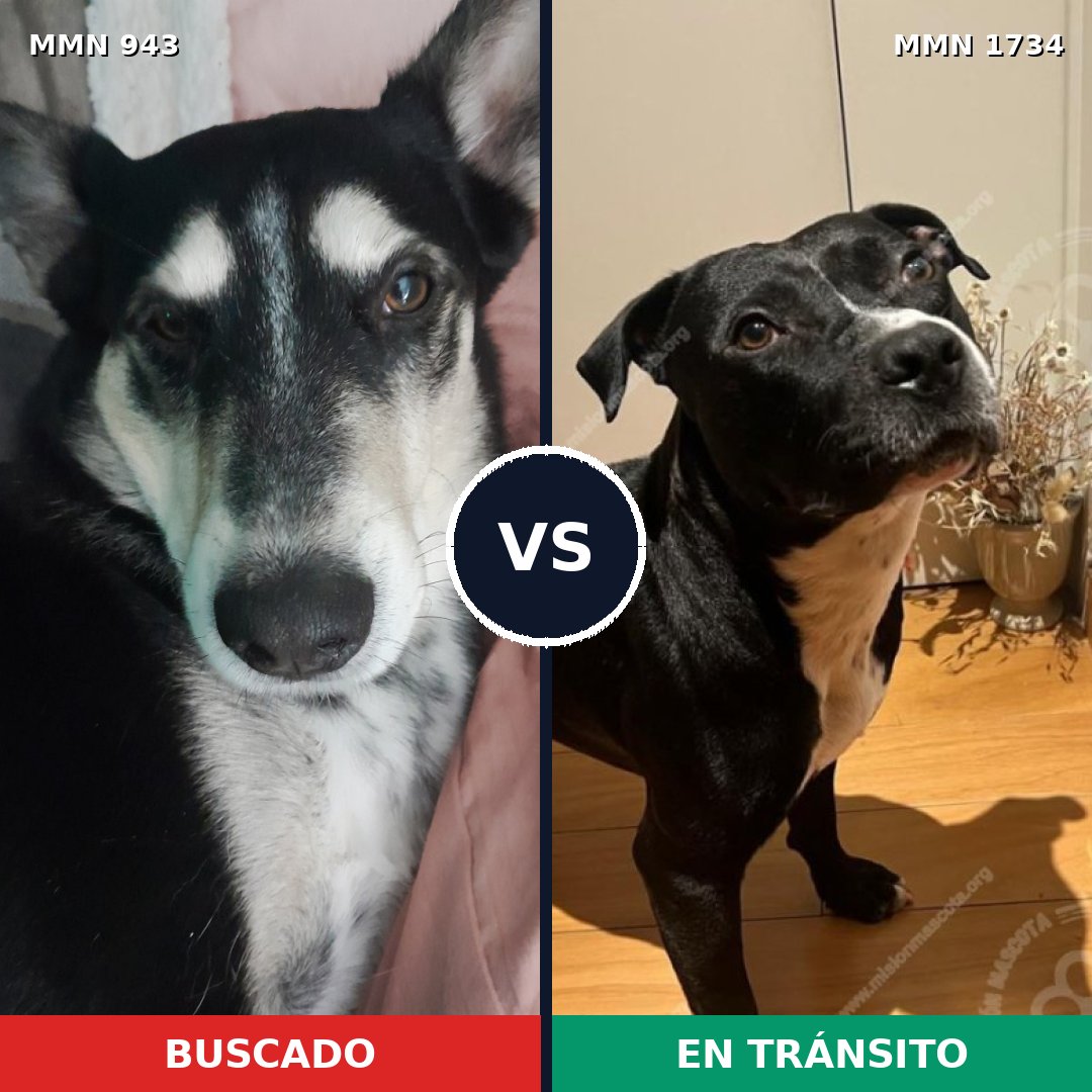 Comparativa MMS 38792: mascota perdida y mascota encontrada, 56% de similitud