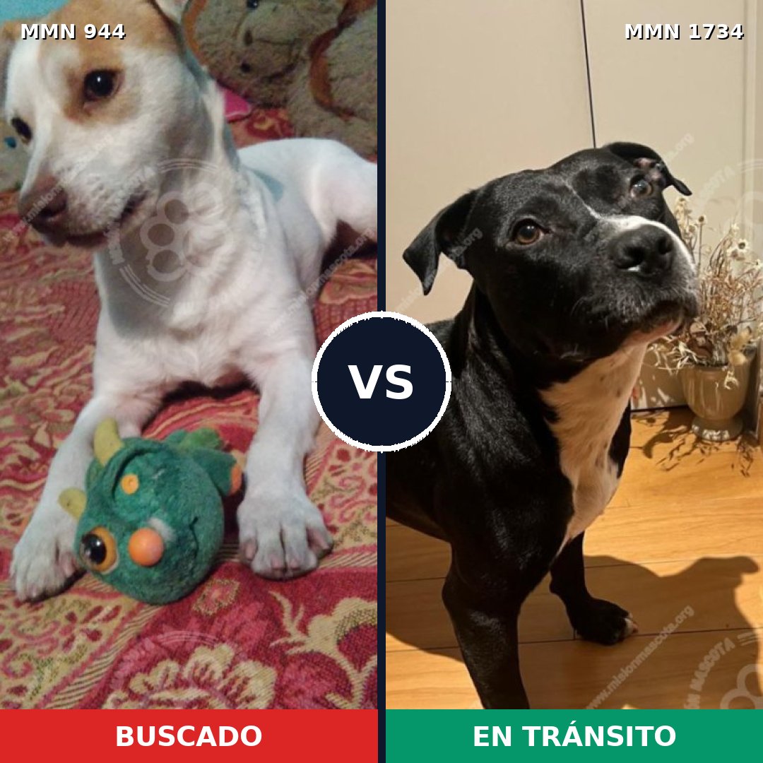 Comparativa MMS 38793: mascota perdida y mascota encontrada, 45% de similitud