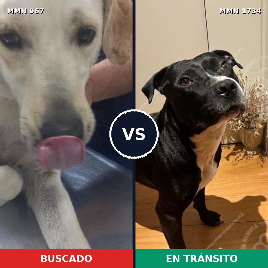 Comparativa MMS 38794: mascota perdida y mascota encontrada, 43% de similitud