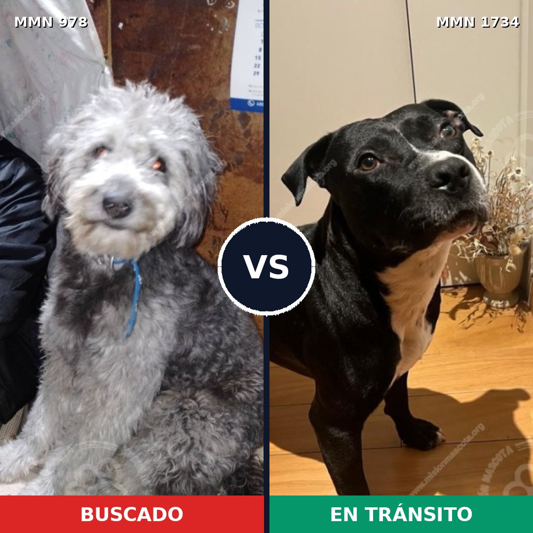 Comparativa MMS 38795: mascota perdida y mascota encontrada, 54% de similitud