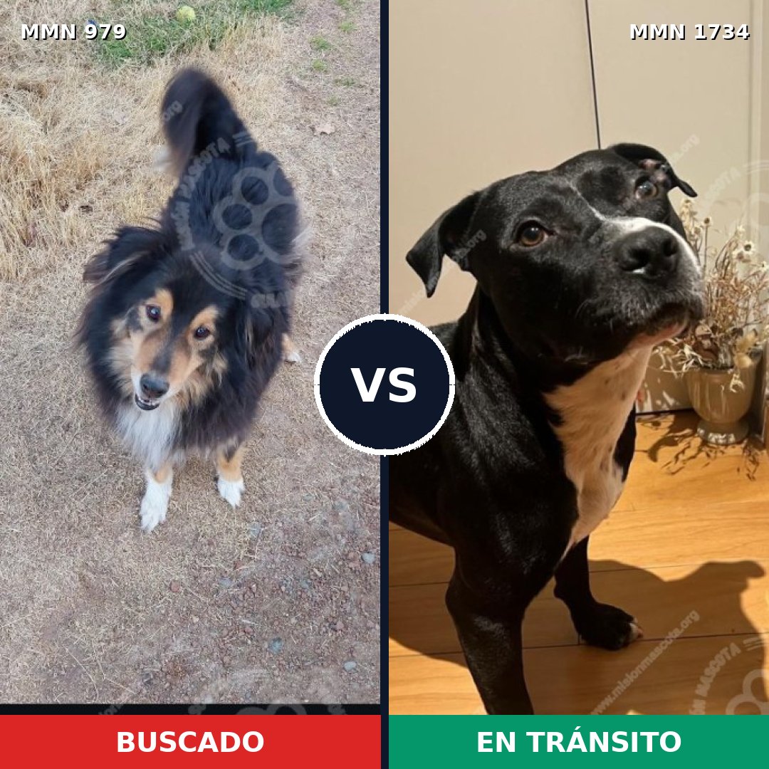 Comparativa MMS 38796: mascota perdida y mascota encontrada, 43% de similitud