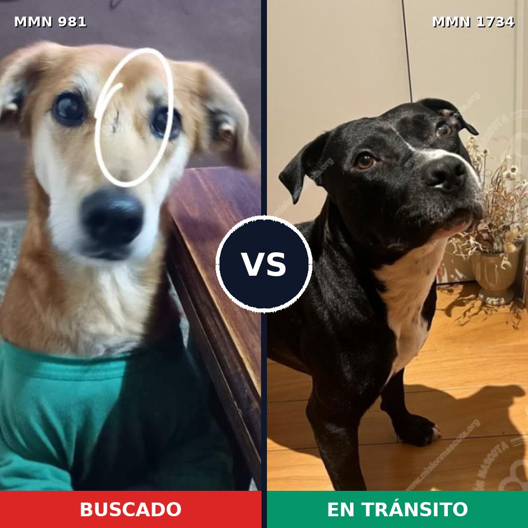 Comparativa MMS 38797: mascota perdida y mascota encontrada, 54% de similitud