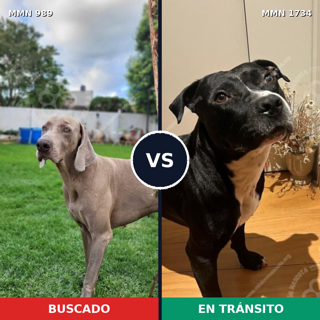 Comparativa MMS 38798: mascota perdida y mascota encontrada, 42% de similitud